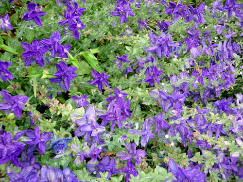 Flowers from the Garden of Linnaeus.